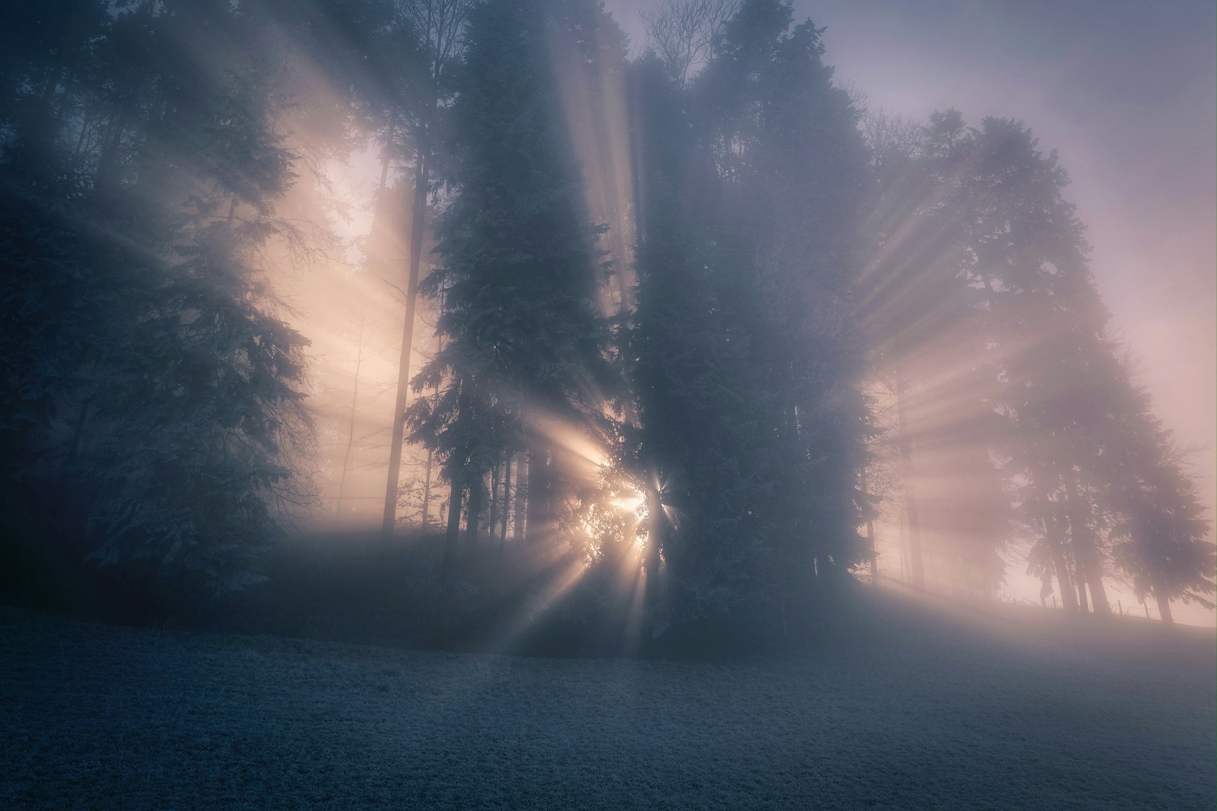 Luz entre los árboles, imagen simbólica original